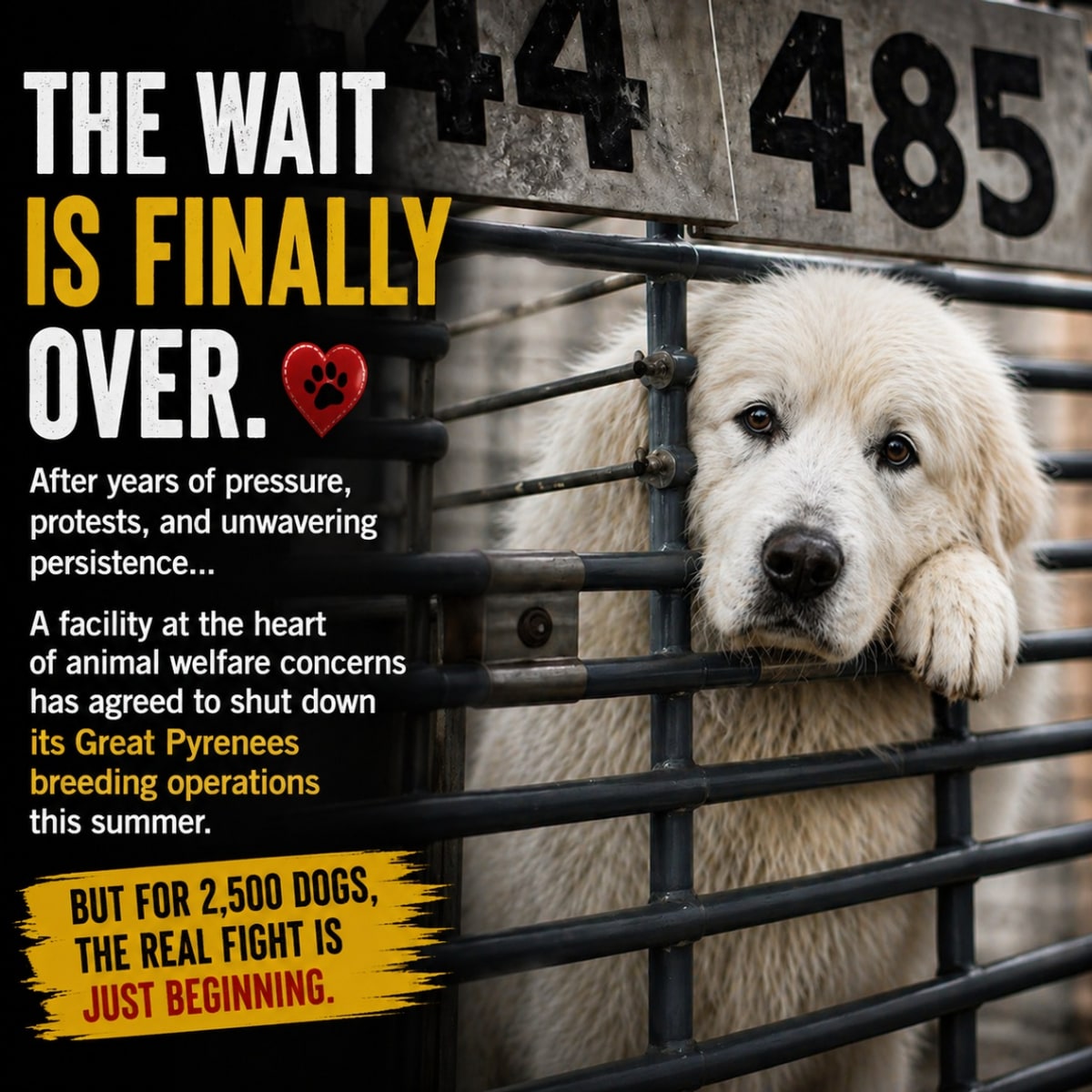 BREAKING: 2,500 Dogs Are Still Waiting for Freedom.